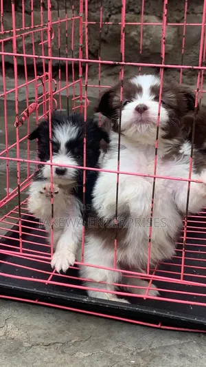 1-3 months Male Purebred Havanese