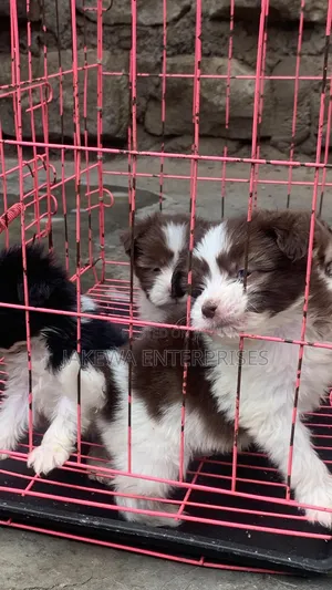 1-3 months Female Purebred Havanese