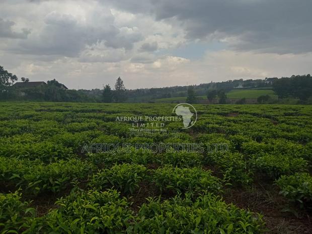 2 Acres Tea Farm in Kimorori, Kiambu County