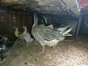 Pilgrim Geese (5 Females) 6 Months Old Domestic Geese