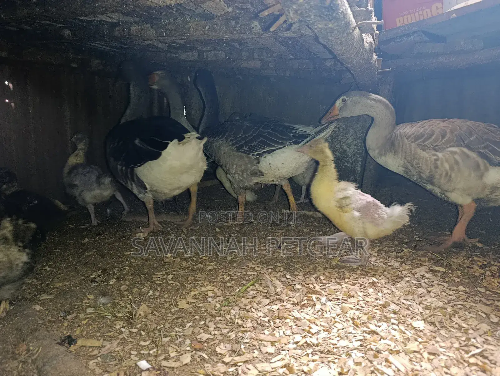 Pilgrim Geese (5 Females) 6 Months Old Domestic Geese