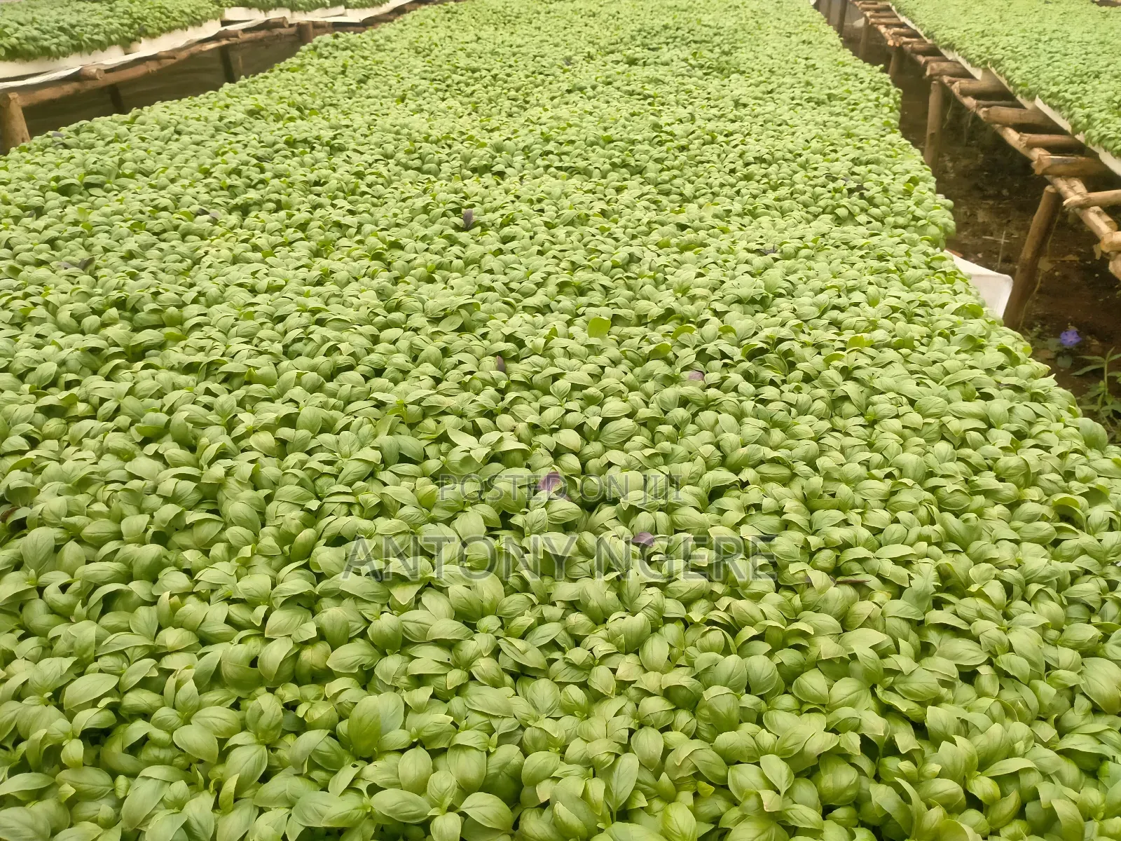 Basil Seedling ( Aroma 2)