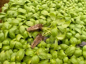 Basil Seedling ( Aroma 2)