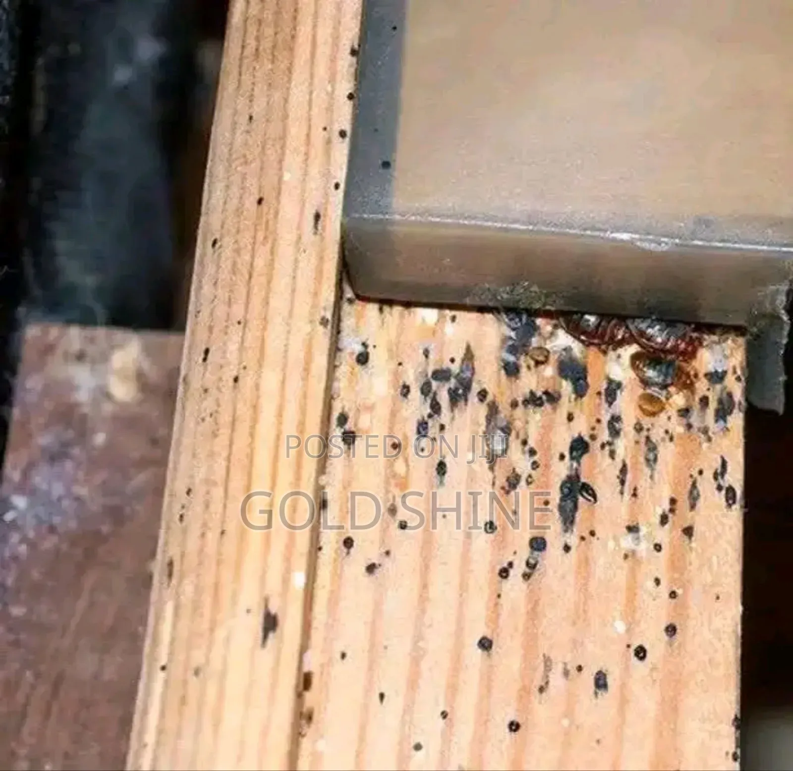 Bedbugs Elimination
