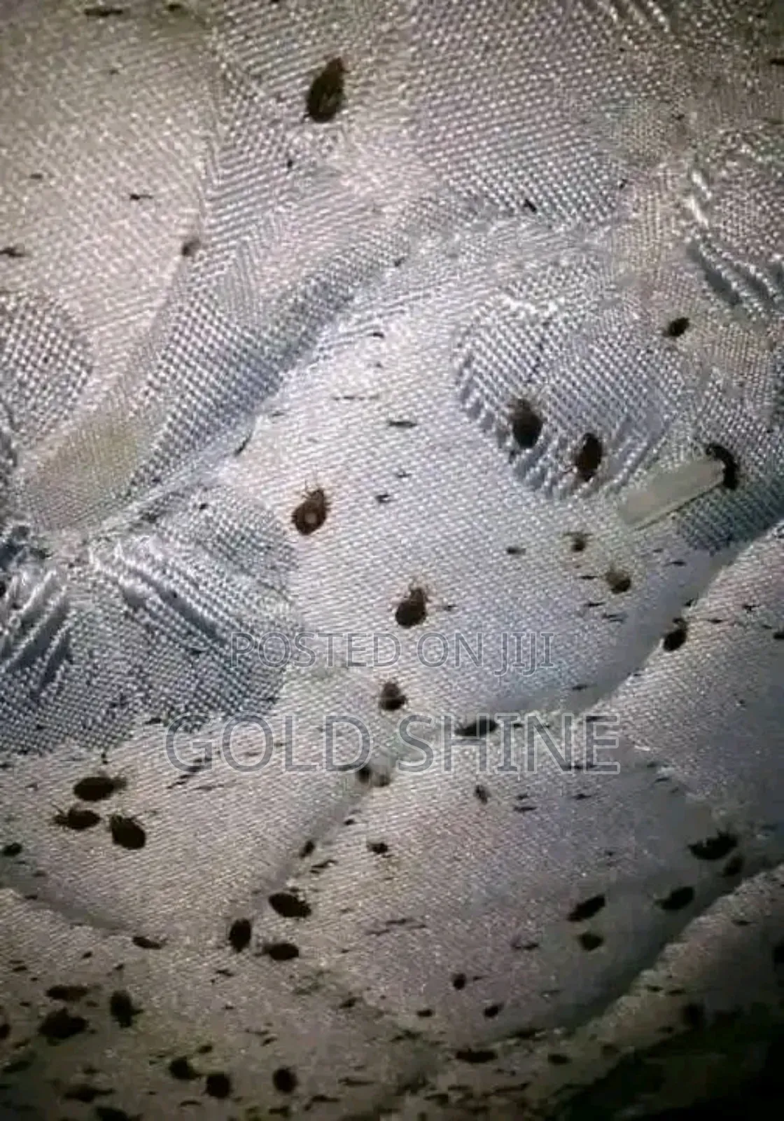 Mattress Bedbugs Fumigation and Cleaning