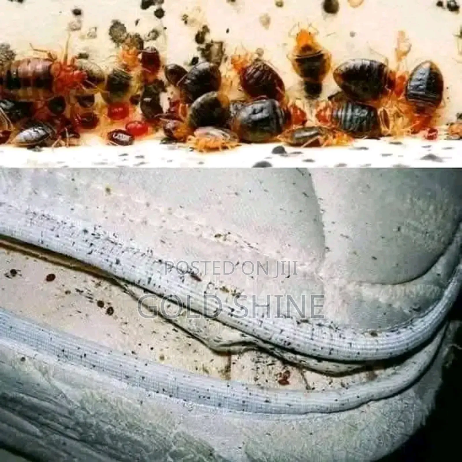 Mattress Bedbugs Fumigation and Cleaning