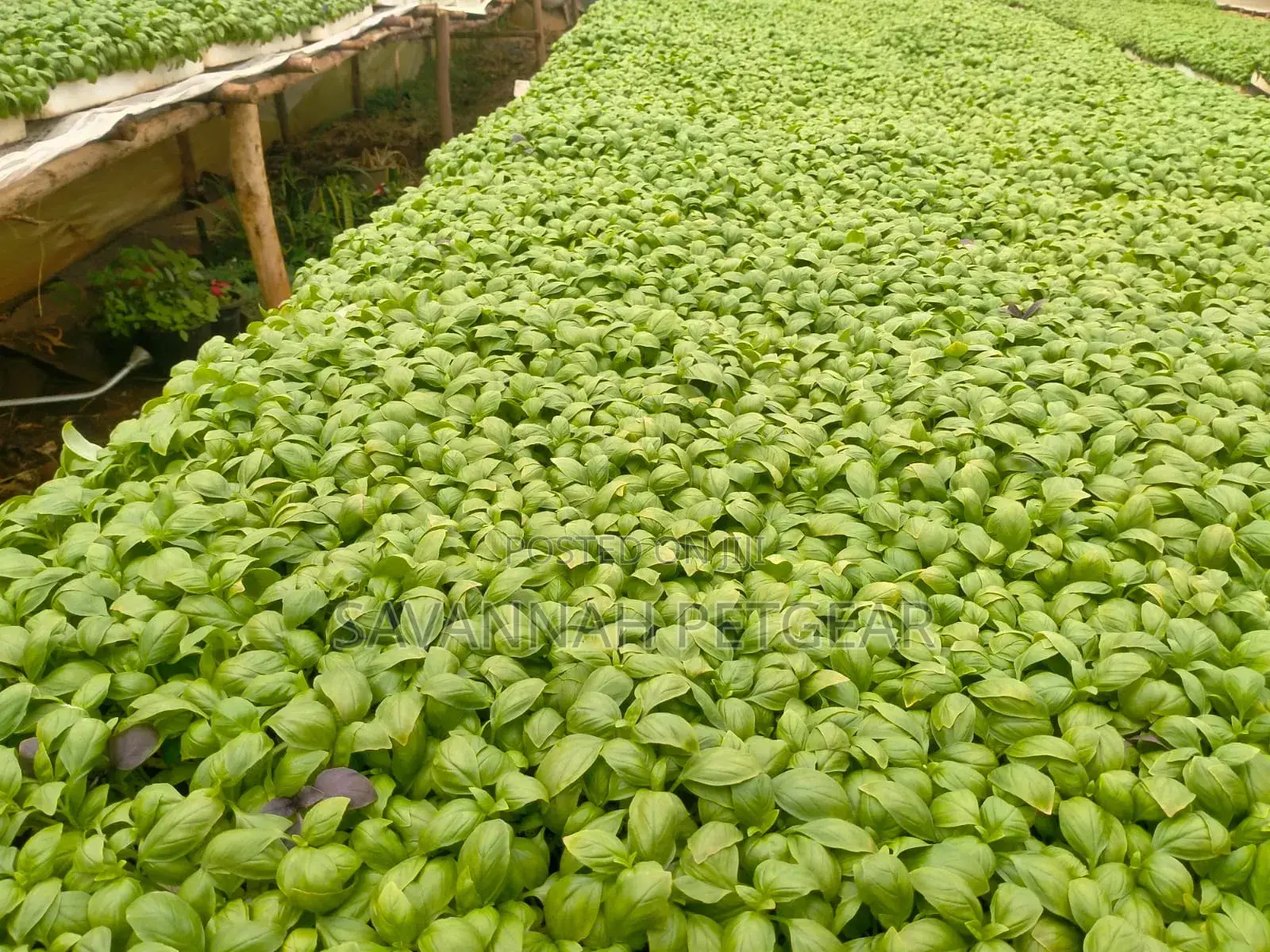 Basil Aroma 2 Variety Seedlings (Each Tray Holds 442 Seedlings) 100pcs