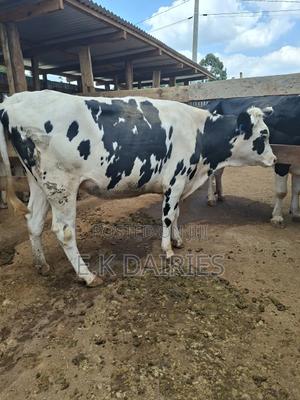 Super Perdigree Fleckview Incalf Heifer - thumbnail 2