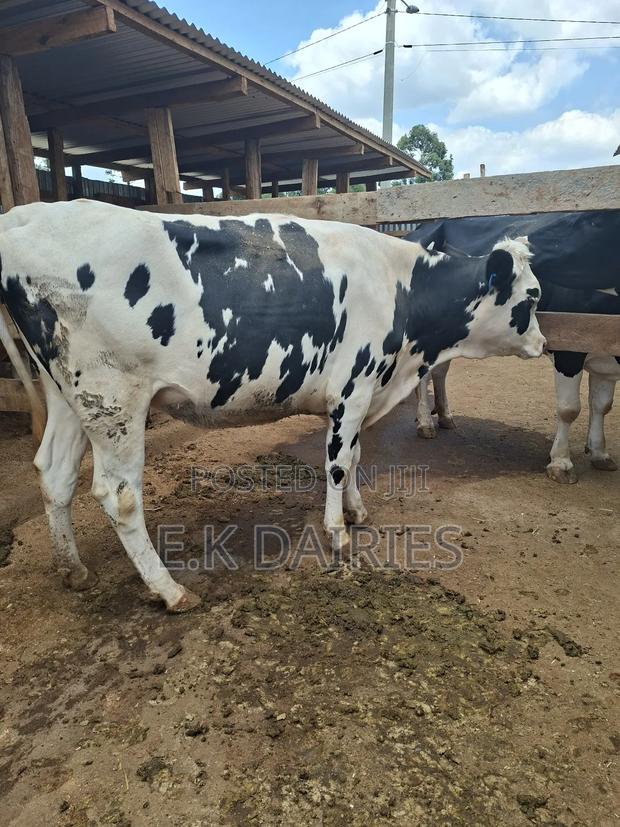 Super Perdigree Fleckview Incalf Heifer - thumbnail 3