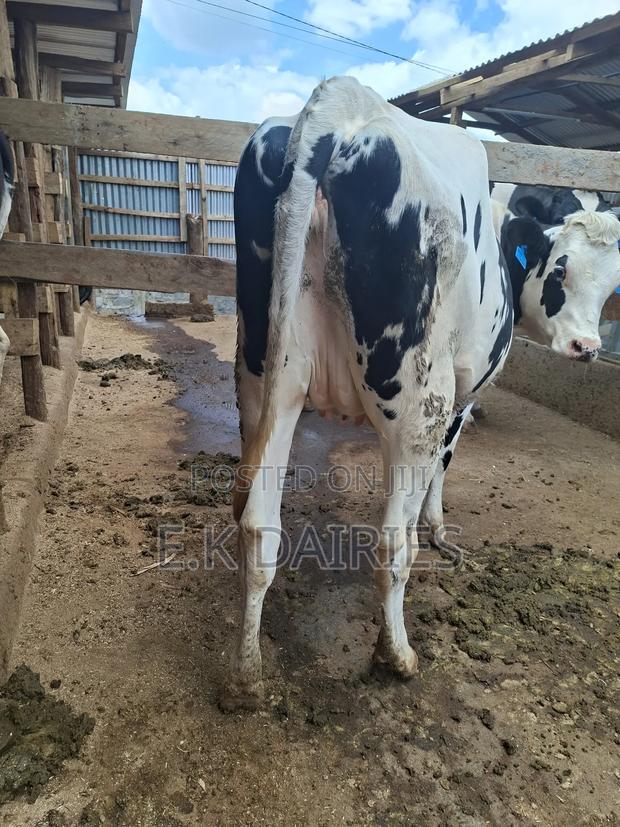 Super Perdigree Fleckview Incalf Heifer - thumbnail 4