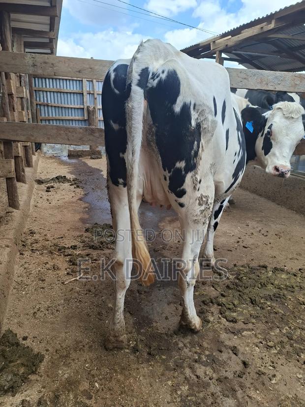 Super Perdigree Fleckview Incalf Heifer - thumbnail 5