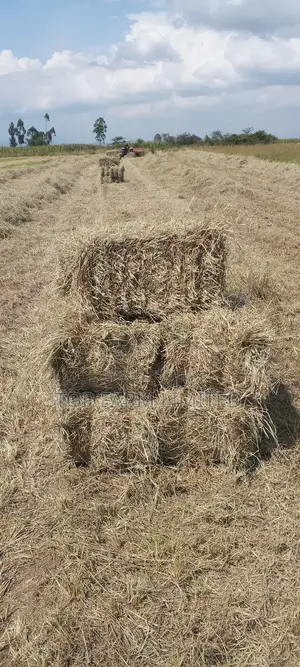 Hay Boma Rhodes