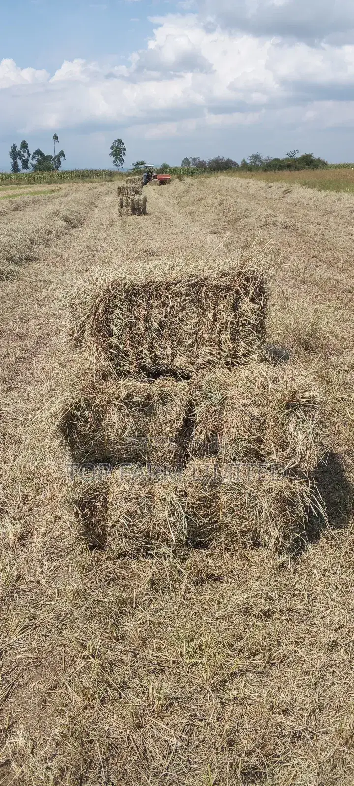 Hay Boma Rhodes