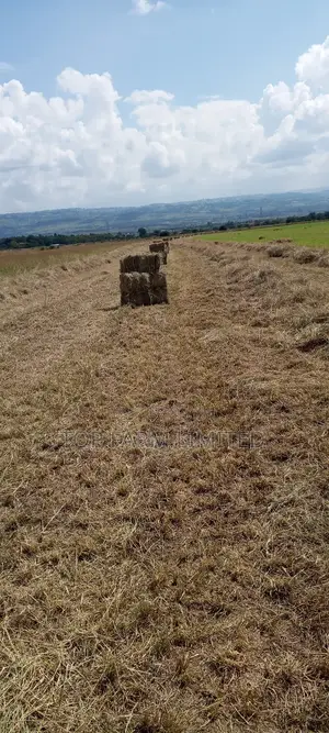 Hay Boma Rhodes