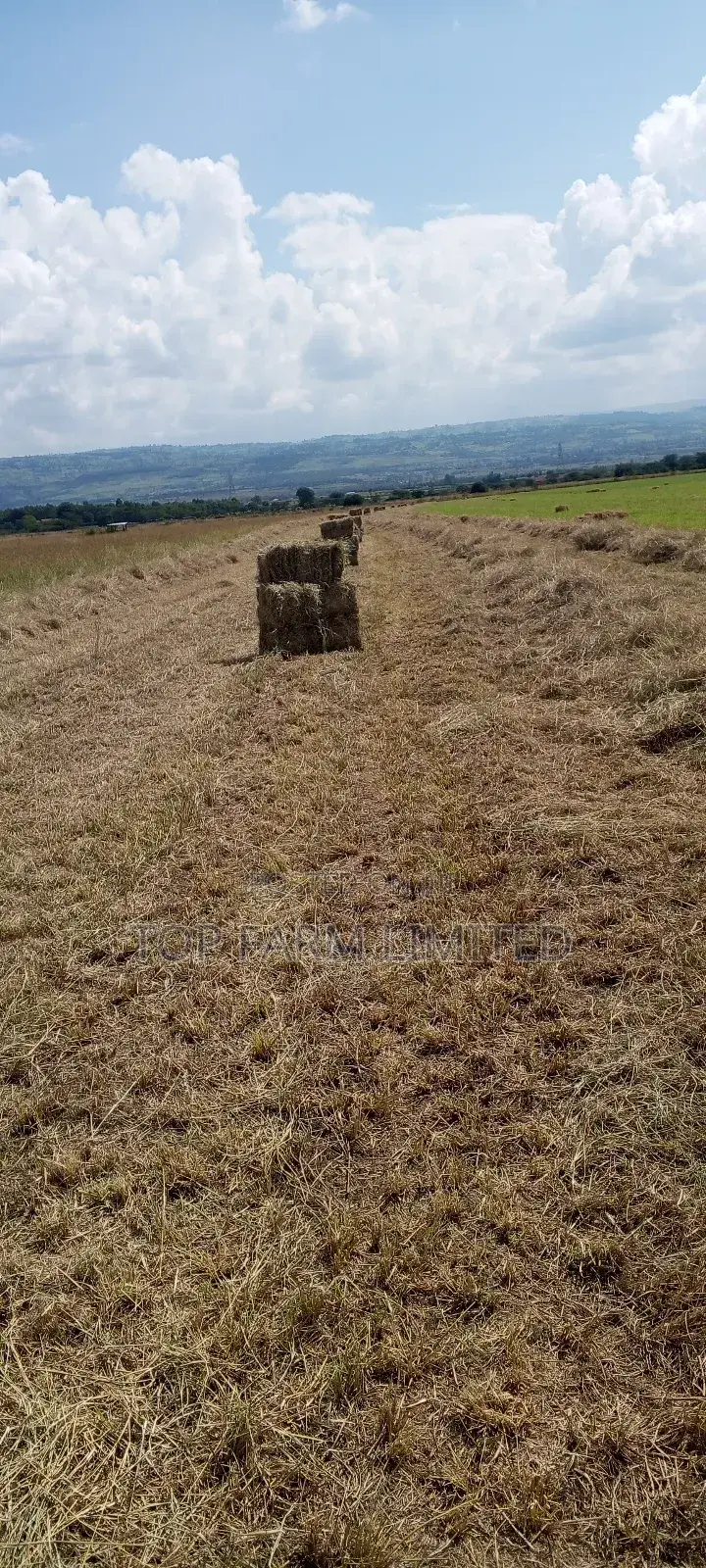 Hay Boma Rhodes