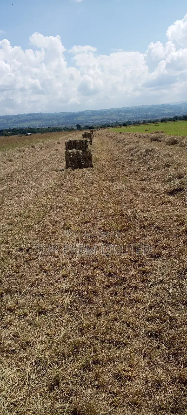 Hay Boma Rhodes