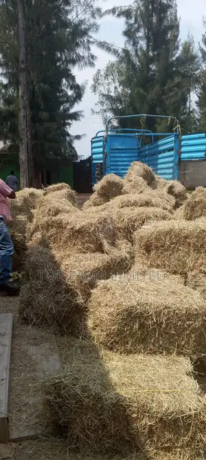 Hay Boma Rhodes