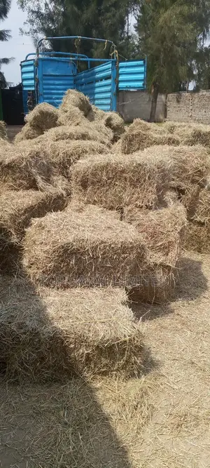Hay Boma Rhodes