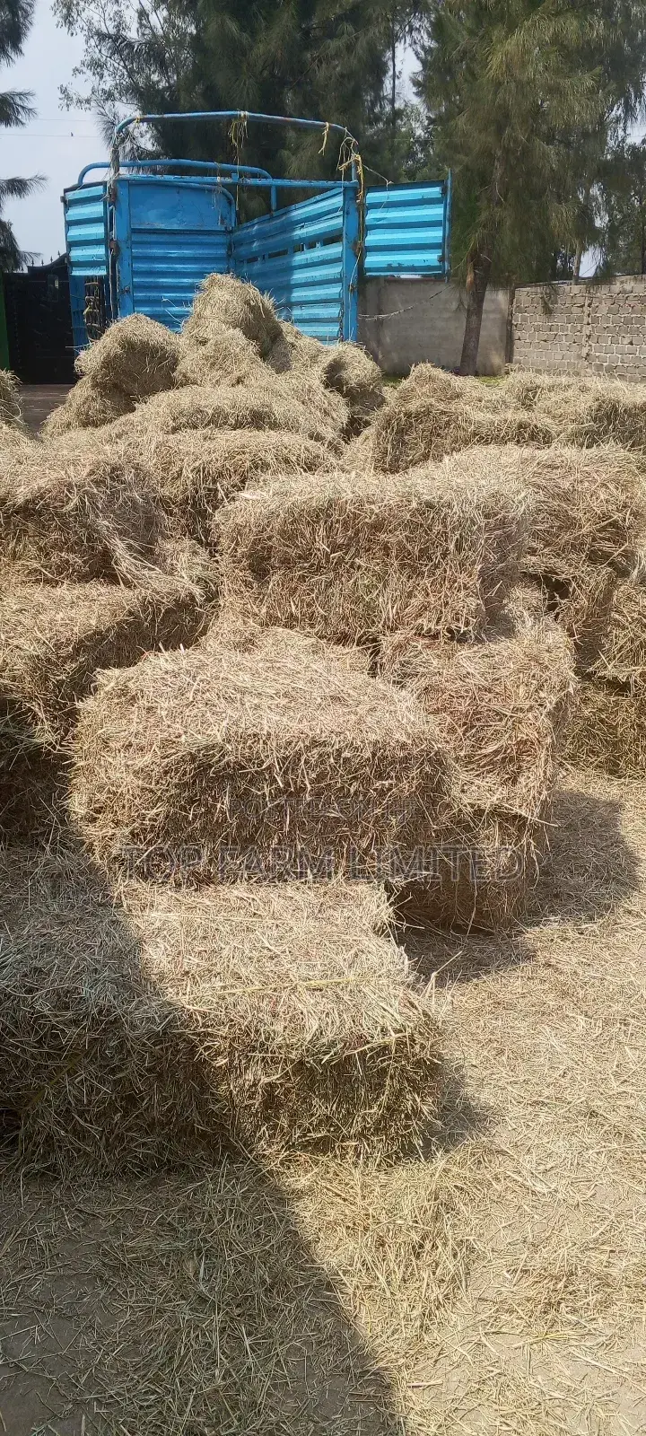 Hay Boma Rhodes