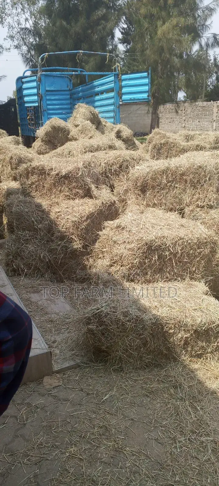 Hay Boma Rhodes