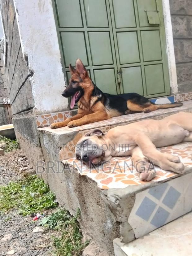 3-6 months Female Purebred German Shepherd