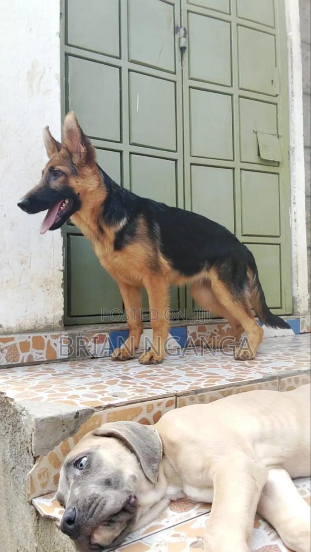 3-6 months Female Purebred German Shepherd - thumbnail 2
