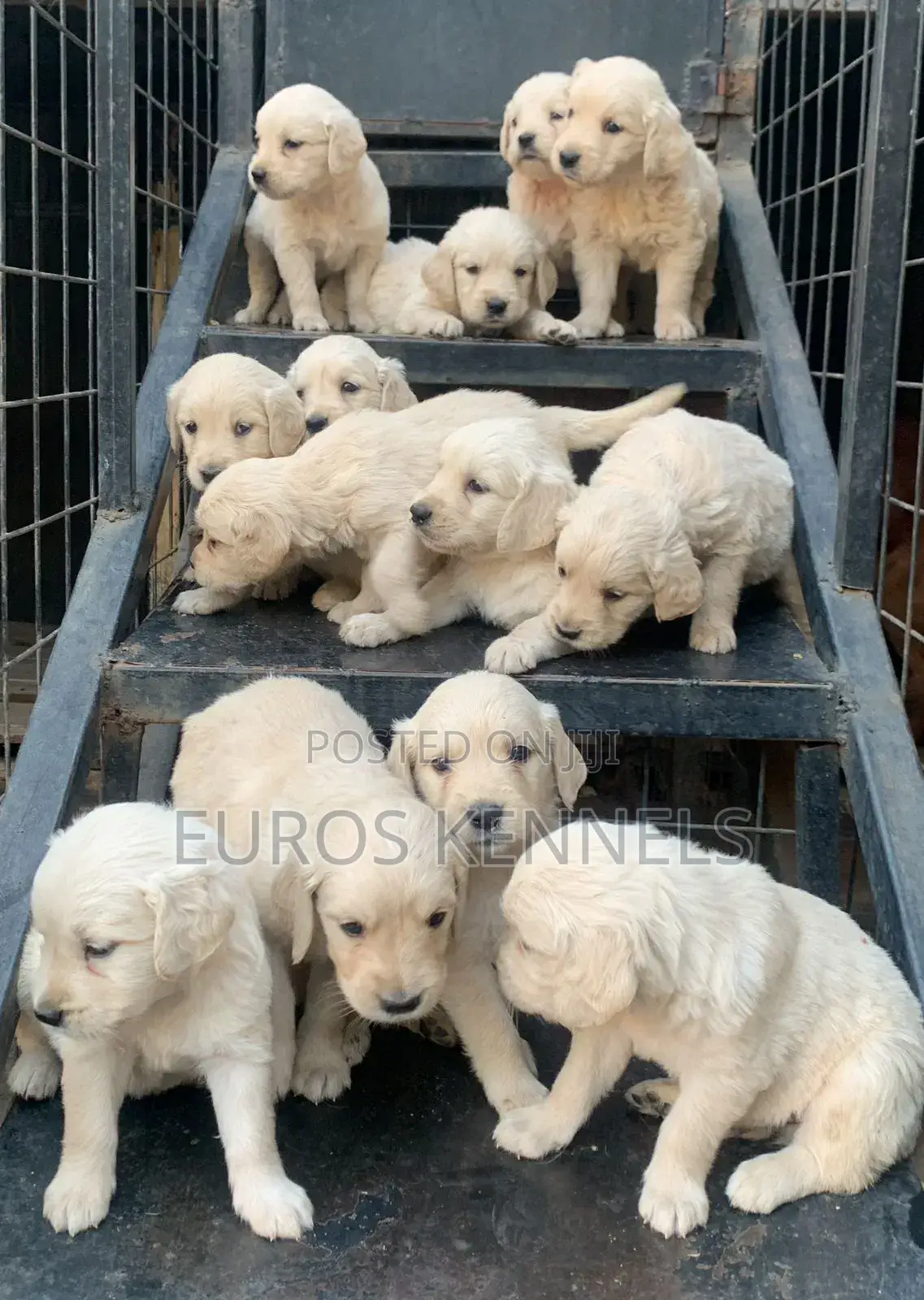 1-3 months Male Purebred Golden Retriever