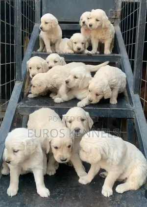 1-3 months Male Purebred Golden Retriever