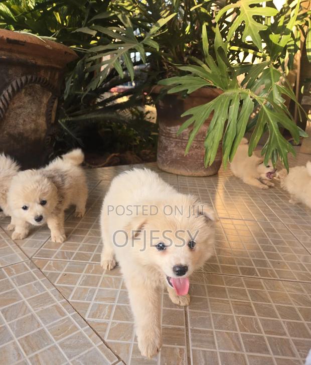 1-3 months Female Purebred Japanese Spitz - main view