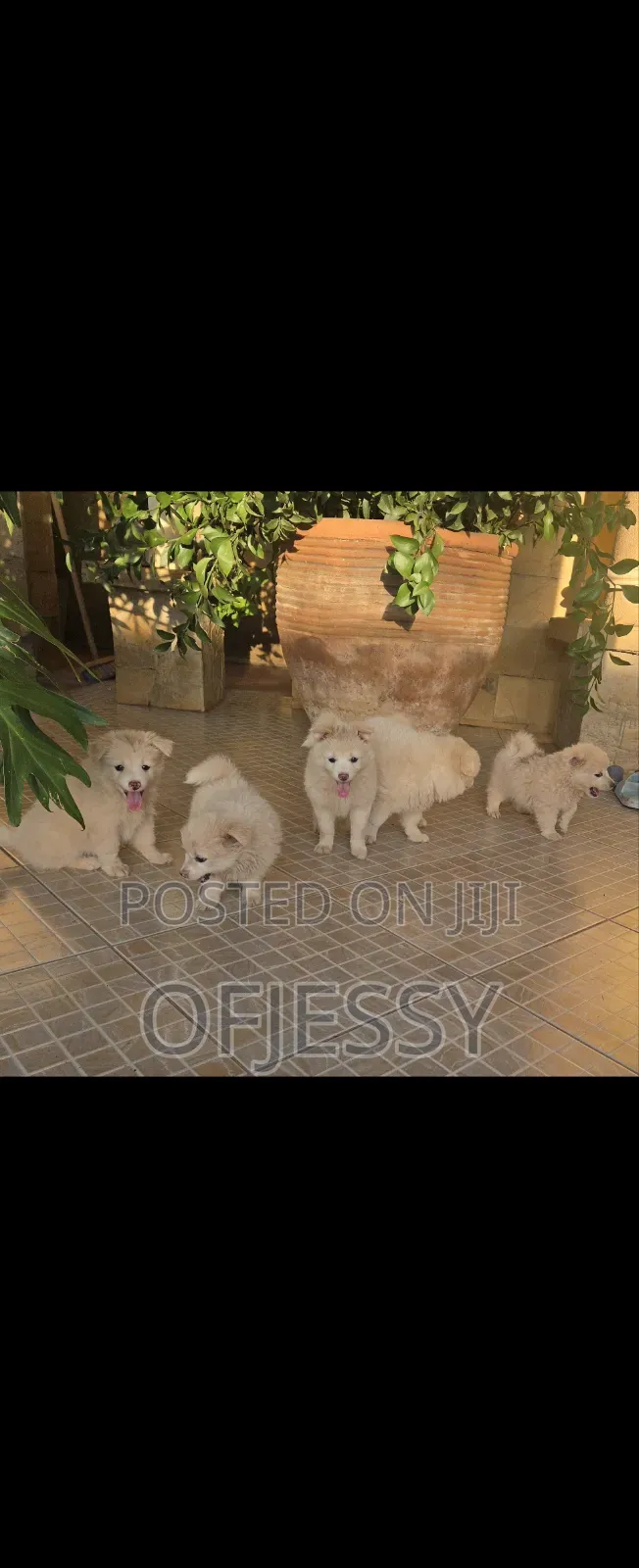 1-3 months Female Purebred Japanese Spitz