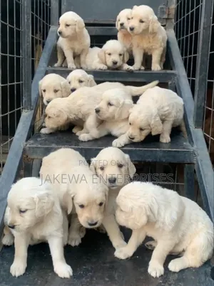 1-3 months Female Purebred Golden Retriever