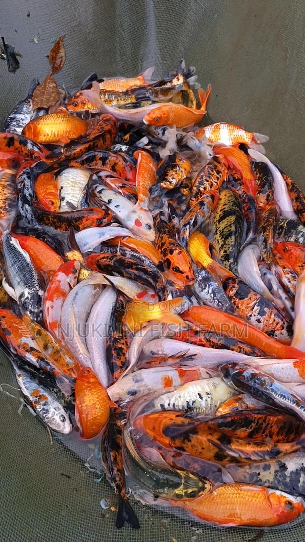 Ornamental Fish Koi Carps - main view