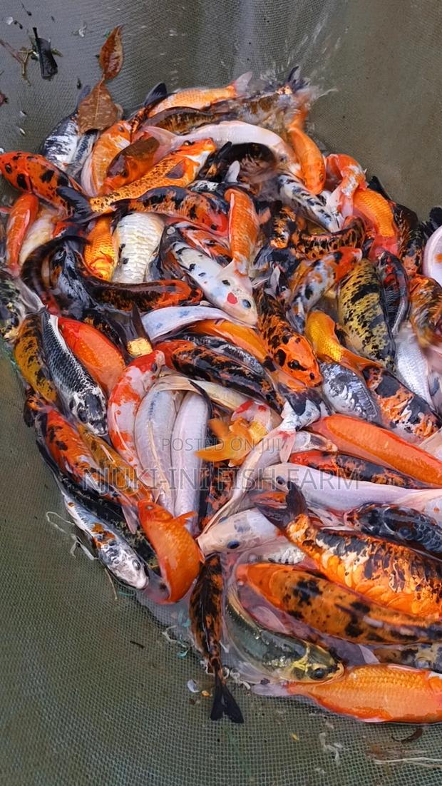 Ornamental Fish Koi Carps - thumbnail 2