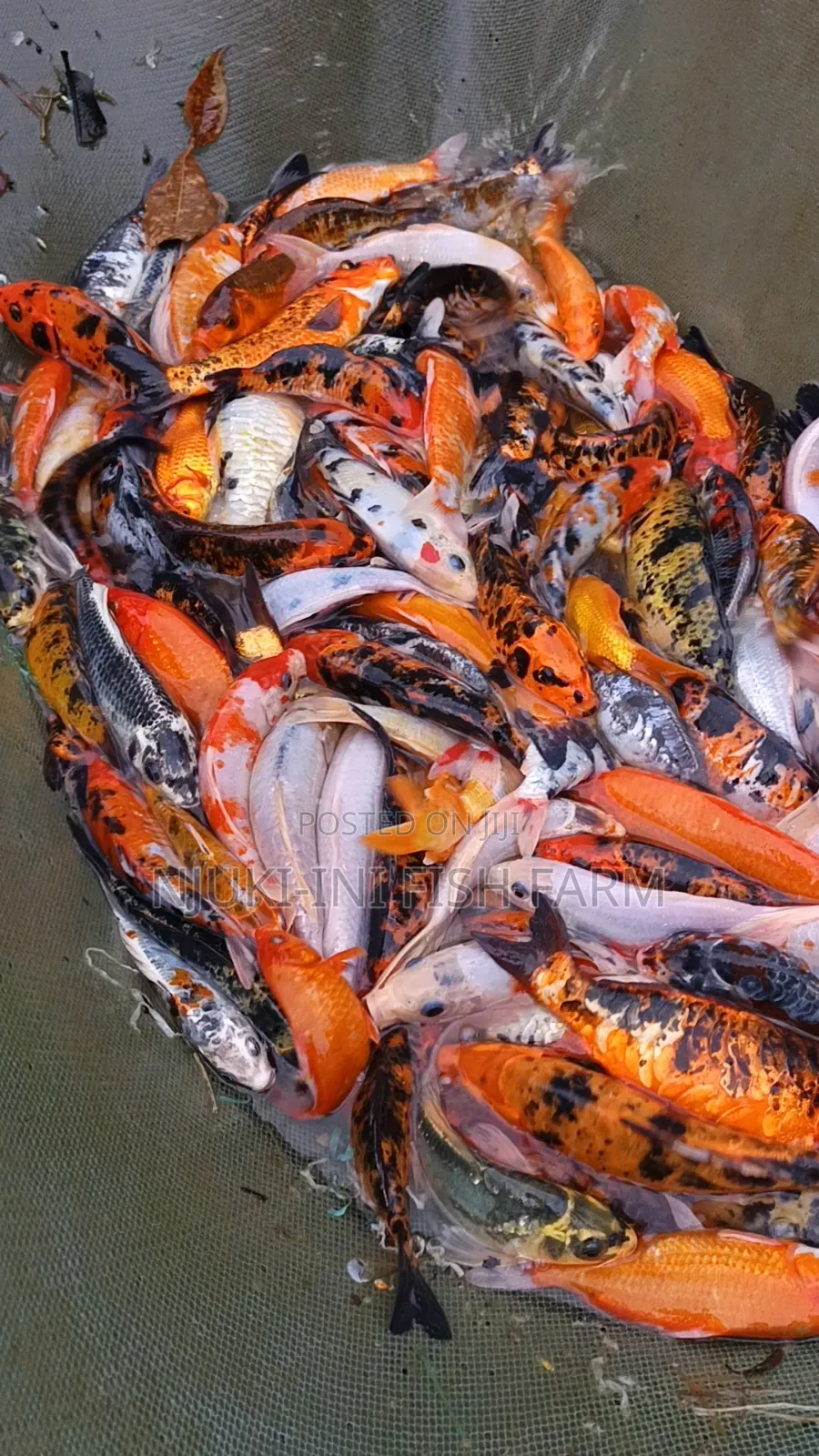 Ornamental Fish Koi Carps