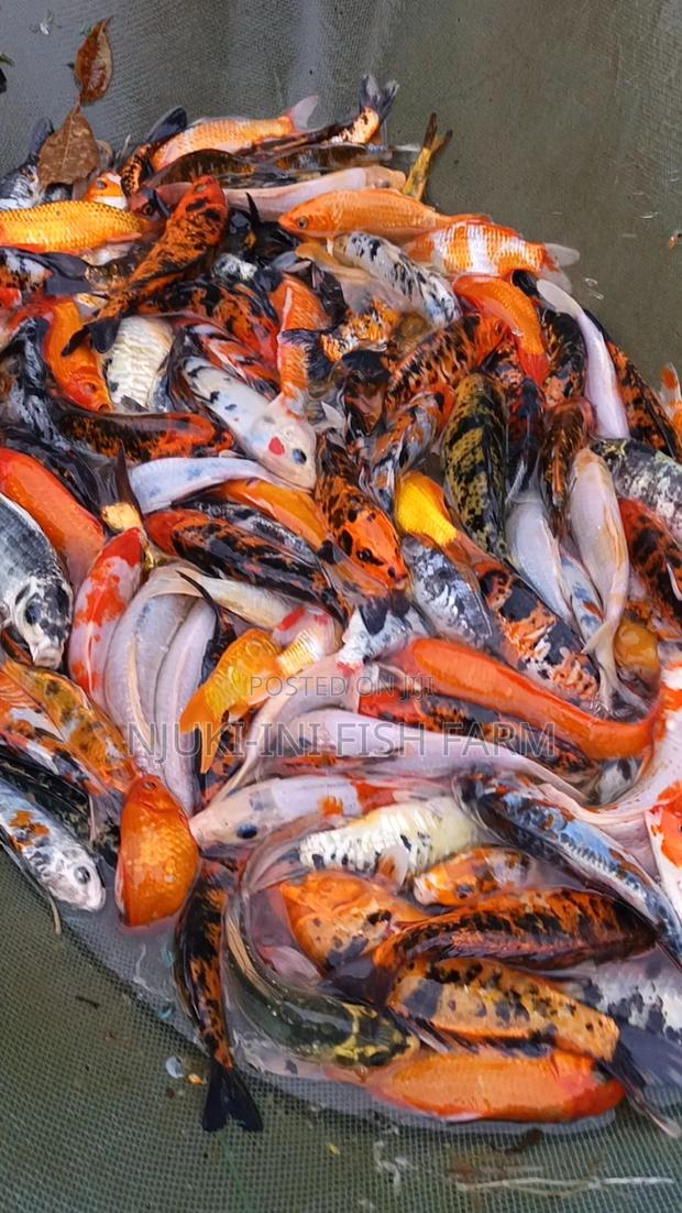 Ornamental Fish Koi Carps - thumbnail 3