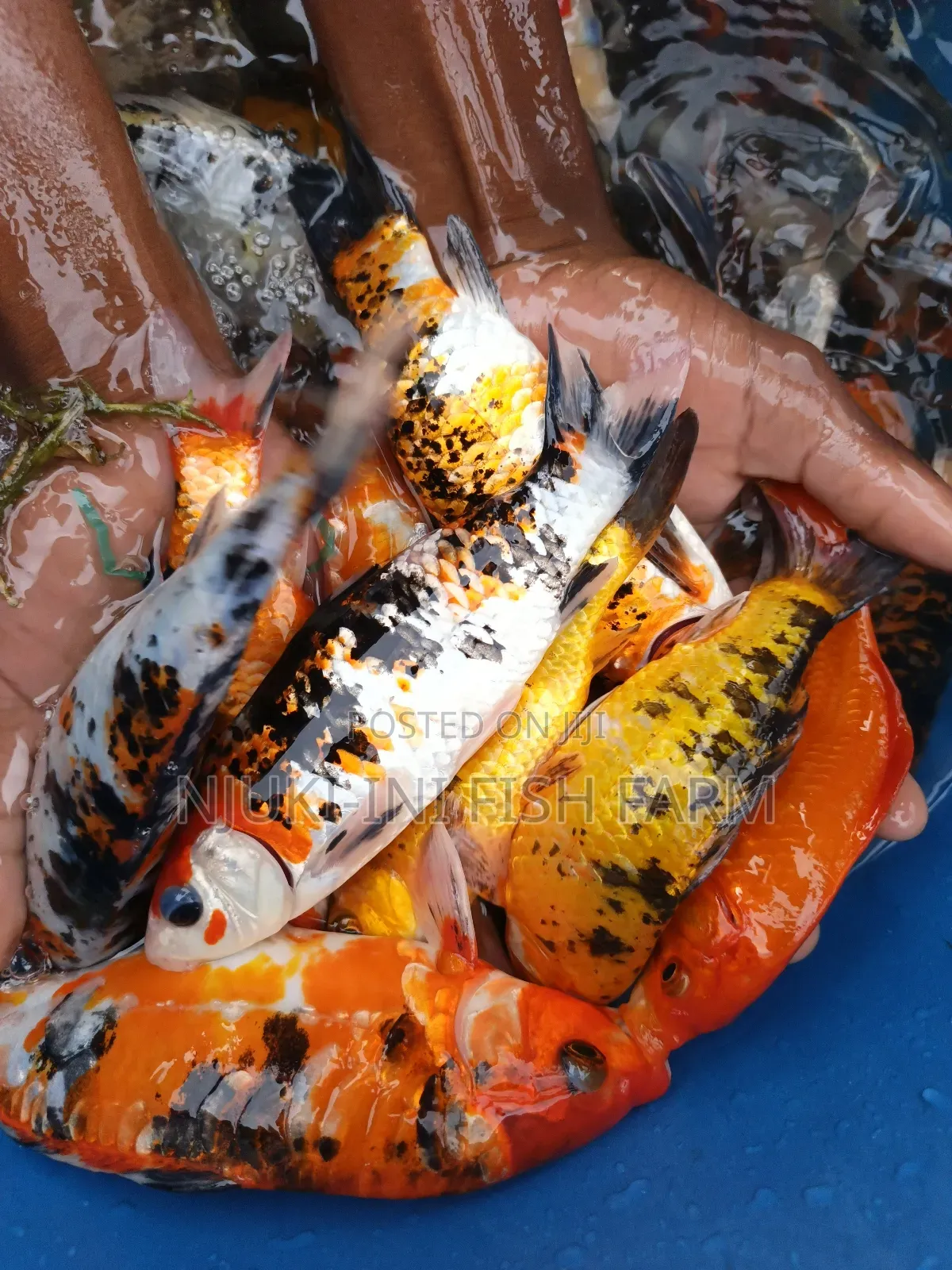 Ornamental Fish Koi Carps