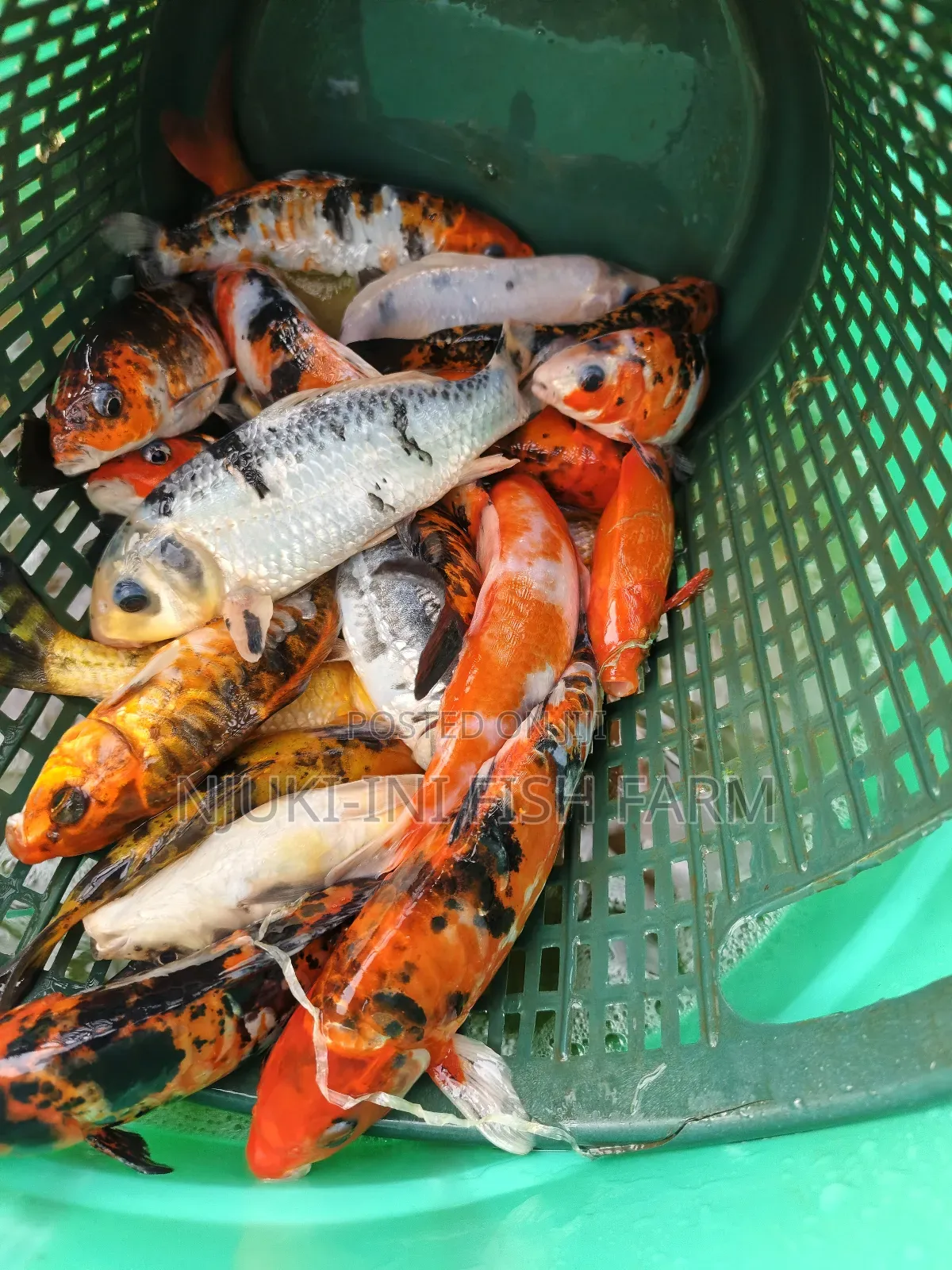 Ornamental Fish Koi Carps