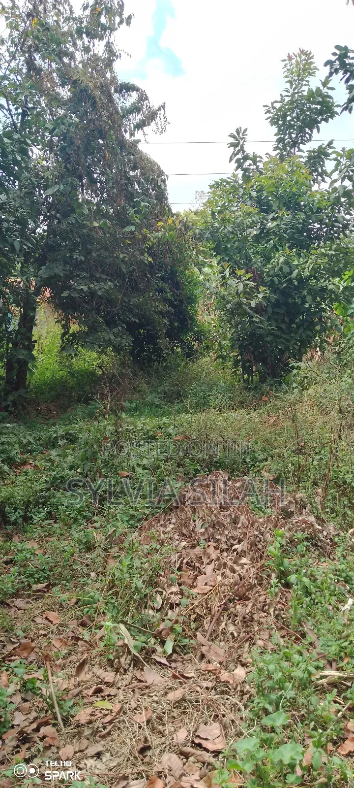 Prime Undeveloped Plot Quarter an Acre