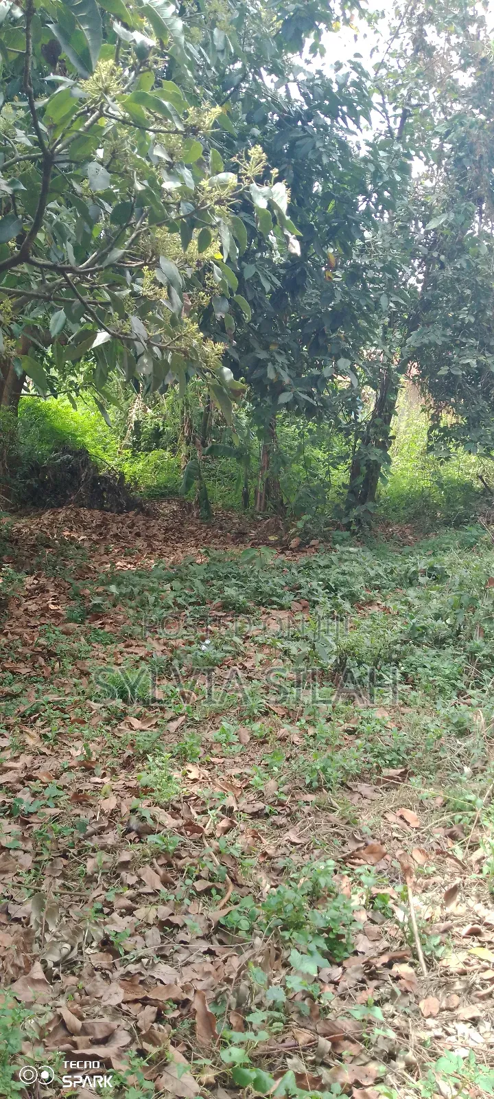 Prime Undeveloped Plot Quarter an Acre