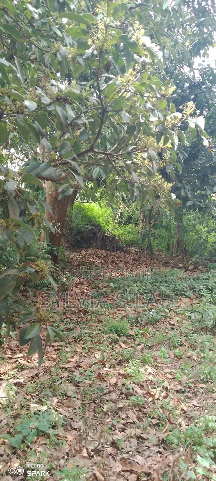 Prime Undeveloped Plot Quarter an Acre