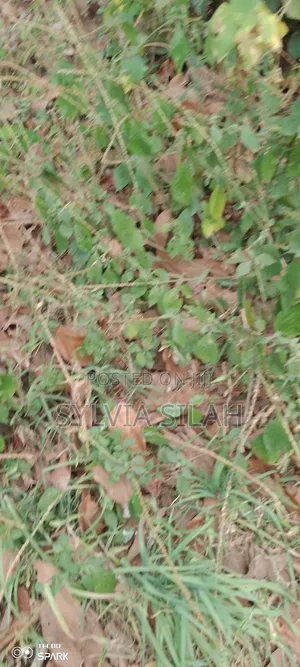 Prime Undeveloped Plot Quarter an Acre