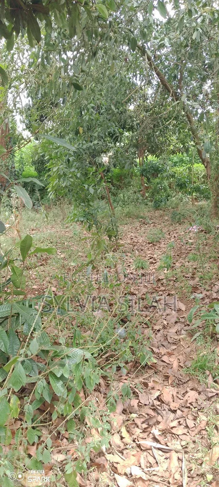 Prime Undeveloped Plot Quarter an Acre