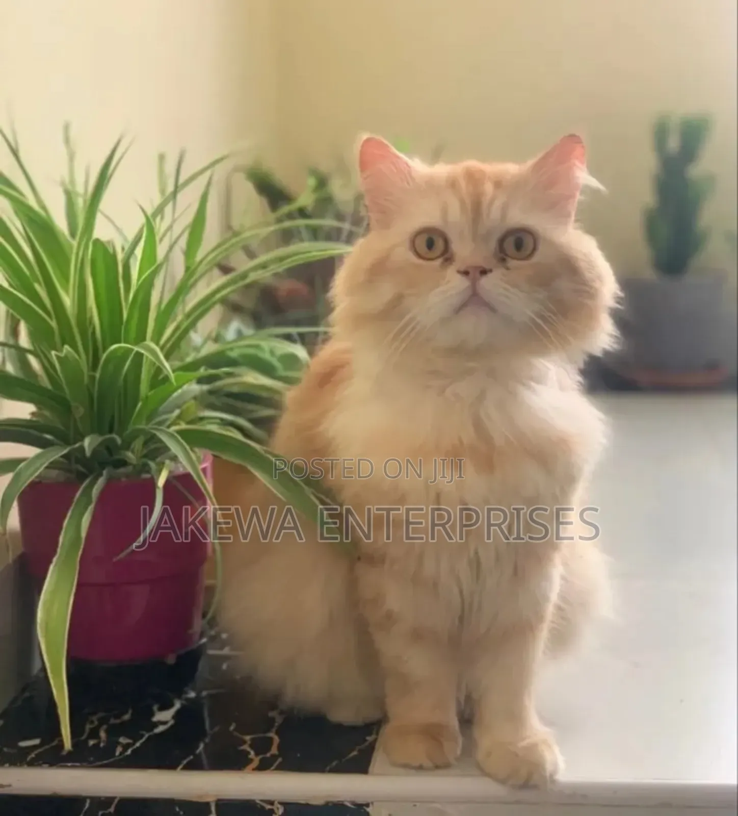 3-6 months Male Purebred Persian