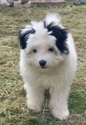 1-3 months Female Purebred Havanese