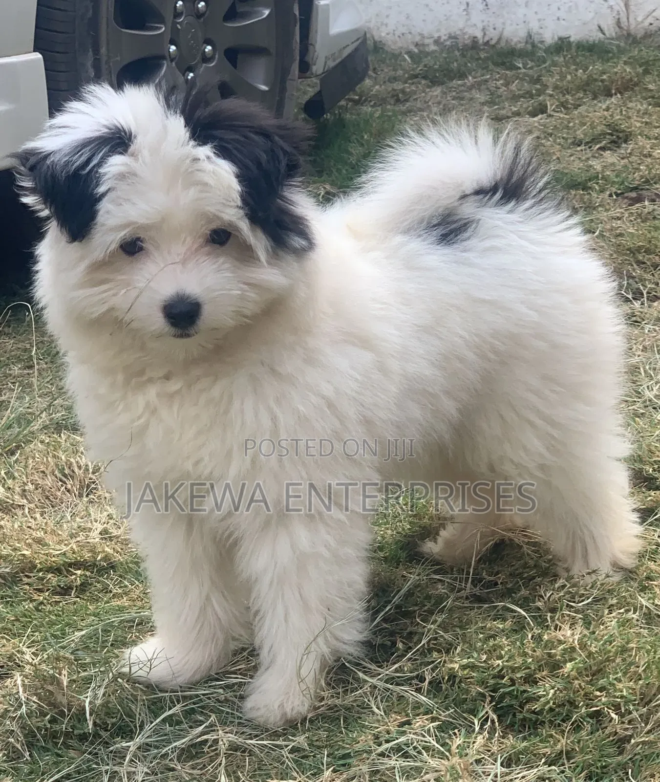 1-3 months Female Purebred Havanese