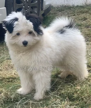 1-3 months Female Purebred Havanese