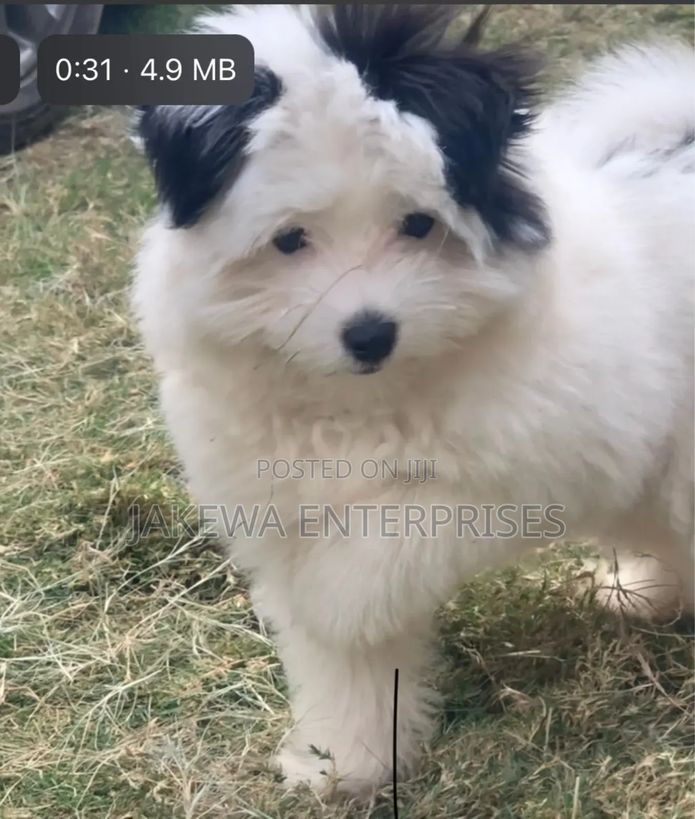 1-3 months Female Purebred Havanese