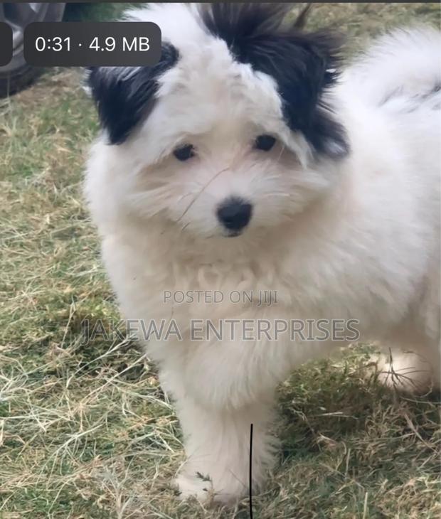 1-3 months Female Purebred Havanese