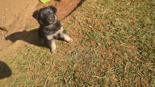 1-3 months Female Purebred German Shepherd