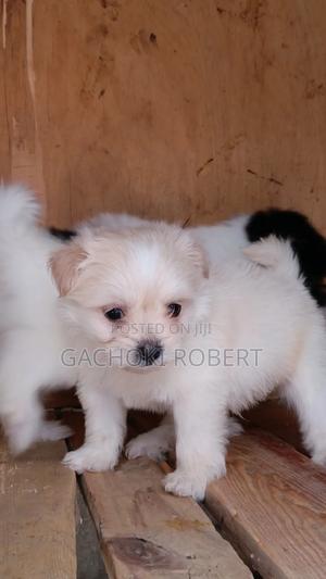 1-3 months Male Purebred Havanese - main view